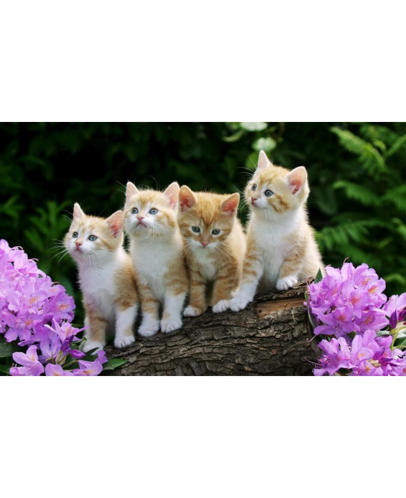 test add images 