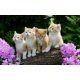 test add images 