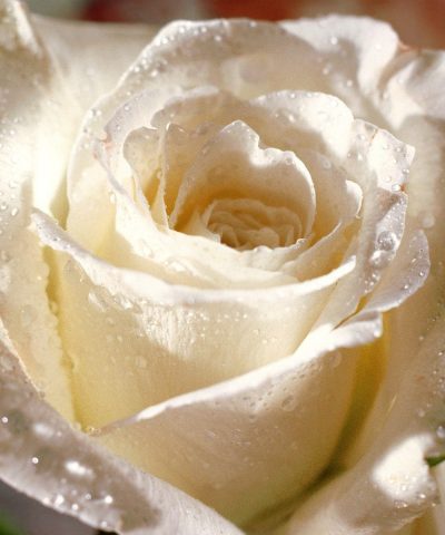 test image
