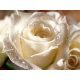 test image