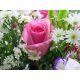 test image