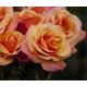 test upload images 22 test upload images 22