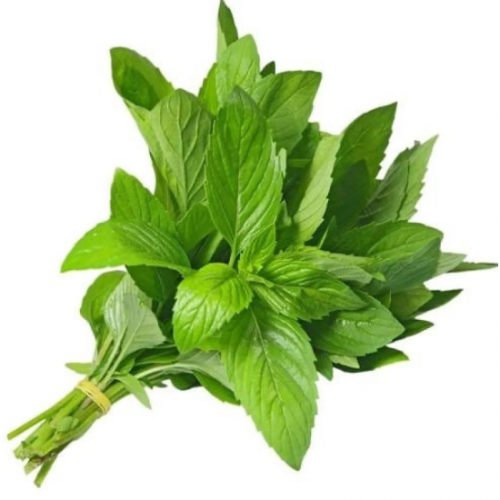 ملوخية طازجة عضوية ربطة مزرعة السلوى