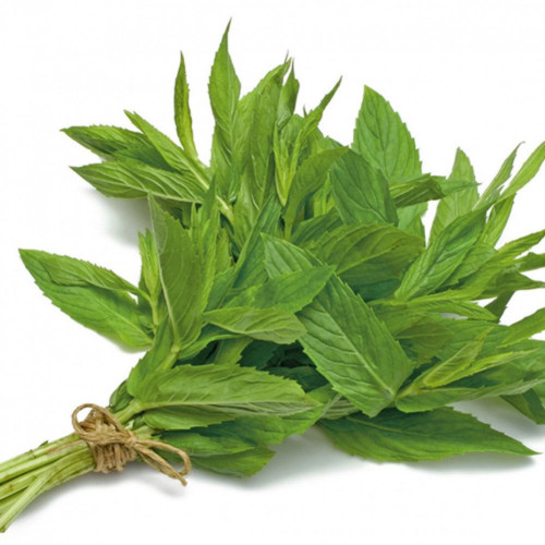 حبق عضوي طازج مزرعة بيت الاستنبات العضوية