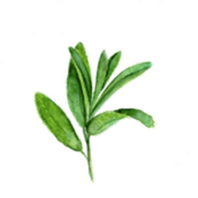 الأعشاب الأعشاب