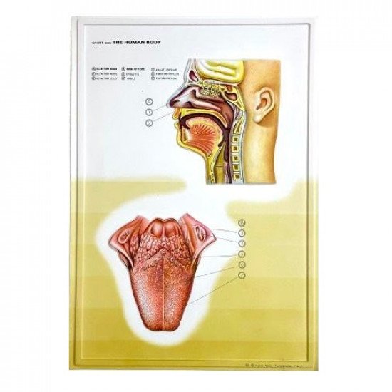 Three-Dimensional Educational Cardboard Sense Of Smell And Taste