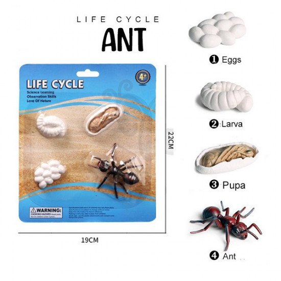Ants Life Cycle Small Educational Models 
