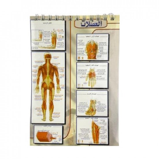 Human Body Sticker Book