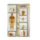 Human Body Sticker Book