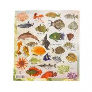 Educational Fish Stickers