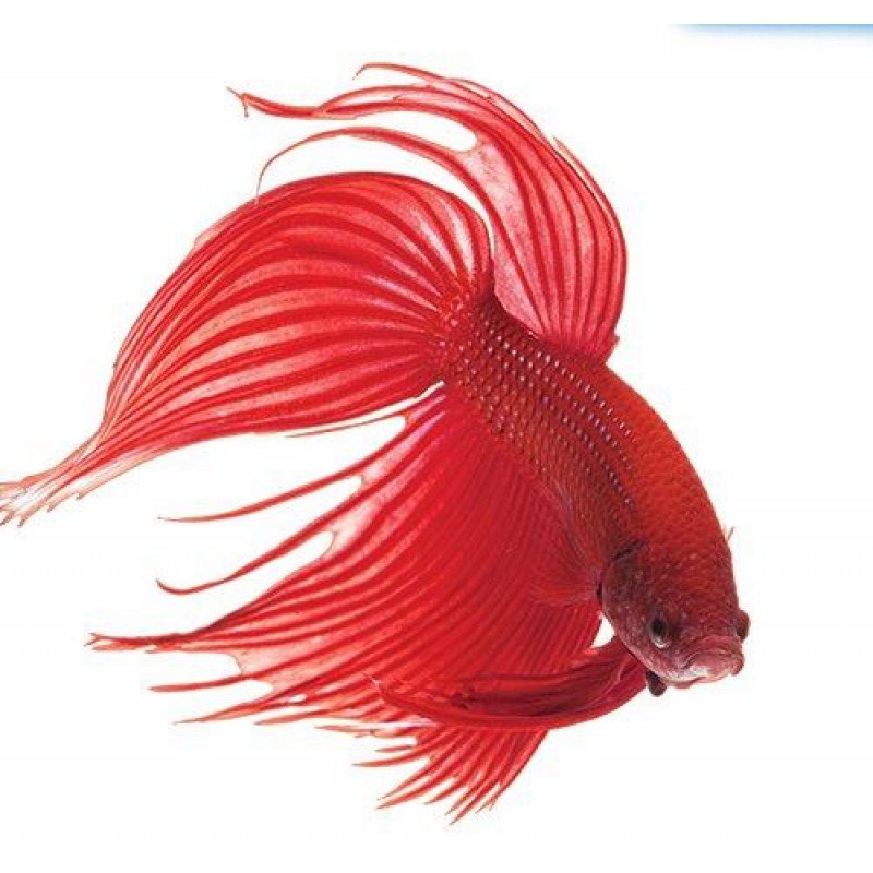 API - BettaFix 50ml API - BettaFix 50ml