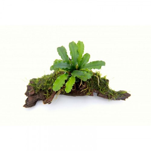 الأصائص LIVE PLANT الأصائص LIVE PLANT