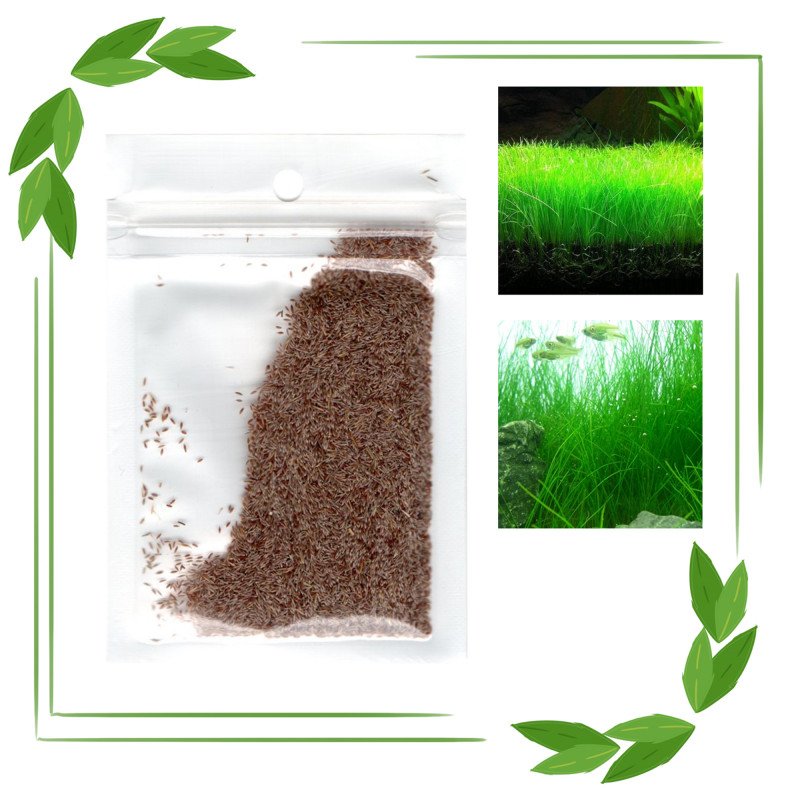 بذور نباتات خاصة لحوض الأسماك - Small Cow Hair Grass بذور نباتات خاصة لحوض الأسماك - Small Cow Hair Grass