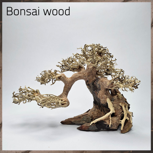 خشب من النوع Bonsai wood مجسم رقم 12