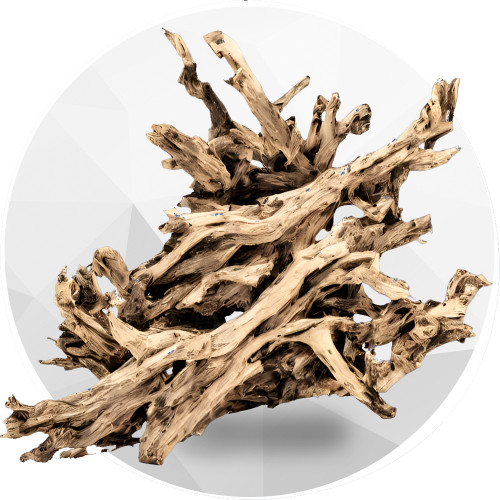 خشب متحجر وصخور