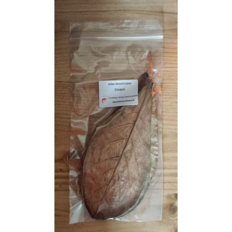 ورق لوز مجفف لربيان أو الشريمب والسمك - Indian Almond Leaves shrimp ورق لوز مجفف لربيان أو الشريمب والسمك - Indian Almond Leaves shrimp