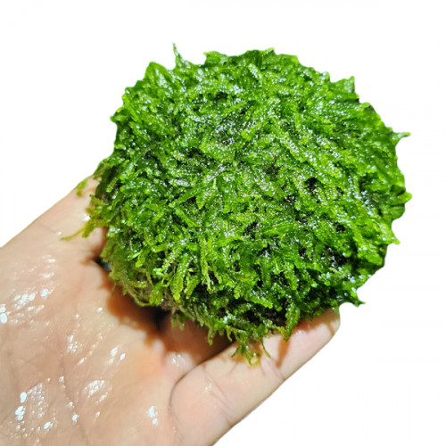 SLT AQUA - Christmas moss