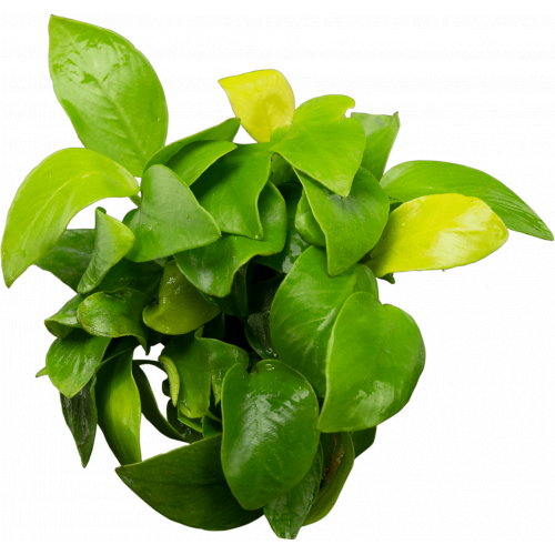 SLT AQUA - Anubias gold XL
