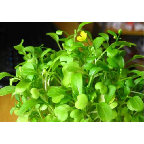 بذور نباتات خاصة لحوض الأسماك - Love Grass Seeds