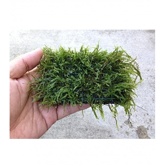 SLT AQUA - Christmas moss in coco Threads SLT AQUA - Christmas moss in coco Threads