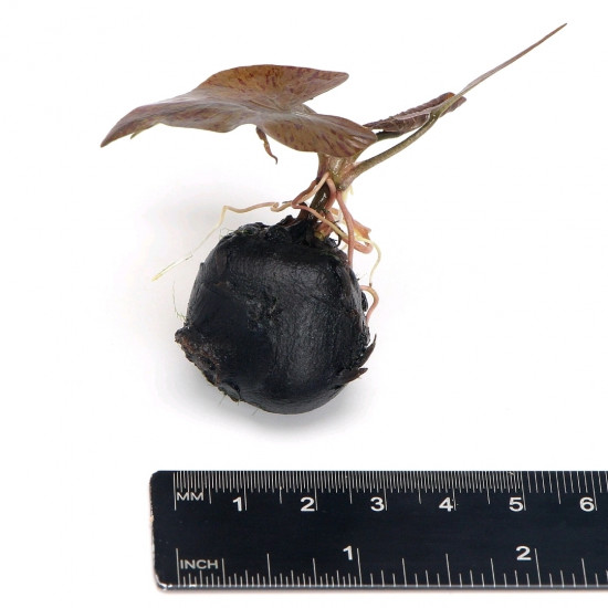 SLT AQUA - Nymphaea lotus mini