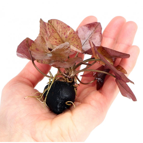 SLT AQUA - Nymphaea lotus mini