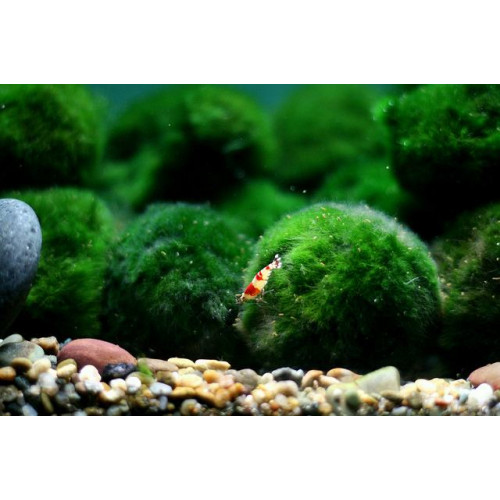 نبات ماريمو موس حجم 4-3 سم - Marimo Moss Balls نبات ماريمو موس حجم 4-3 سم - Marimo Moss Balls