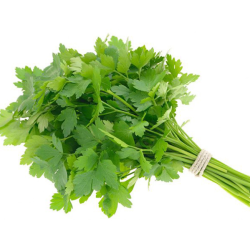 Organic parsley, alsalwa Farm 