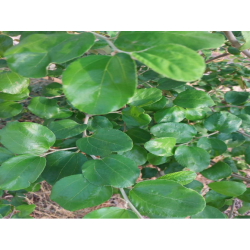 Fresh organic sidr leaves from the nursery farm (plate)
