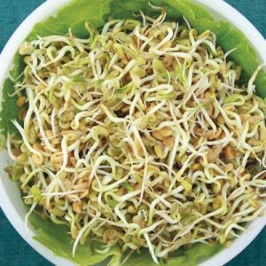 Organic fenugreek sprouts, home-grown farm