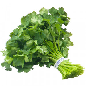 Organic coriander linked to Al-Shahwan farm