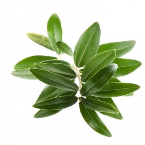 Fresh Organic Olive Leaf 100g, Beit Al-Istanbat Farm
