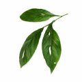 Dried Herbs