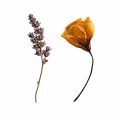 Floral Herbs