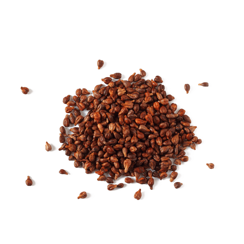 Horse Fenugreek Horse Fenugreek